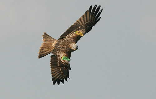 Wing tags seen in flight
